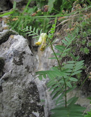 Vicia abbreviata