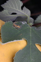 Erebidae
