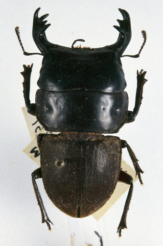 Geodorcus ithaginis