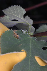 Erebidae
