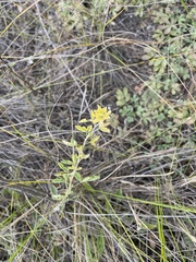 Chamaecytisus ruthenicus