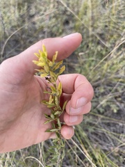 Chamaecytisus ruthenicus