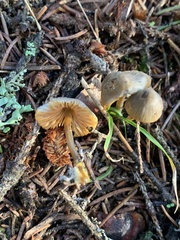 Mycena aurantiomarginata