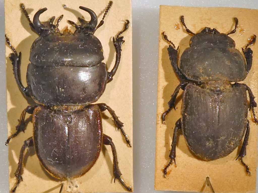 Geodorcus servandus