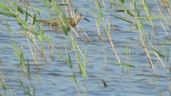 Calidris pugnax