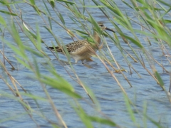 Calidris pugnax