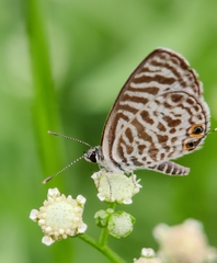 Leptotes plinius
