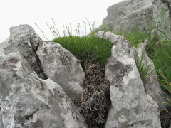 Gypsophila tenuifolia