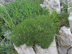 Gypsophila tenuifolia
