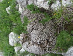 Gypsophila tenuifolia