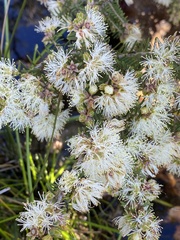 Melaleuca preissiana