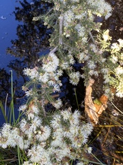 Melaleuca preissiana