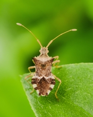 Cletomorpha