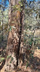 Eucalyptus seeana