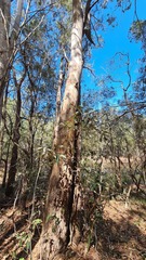 Eucalyptus seeana