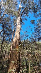 Eucalyptus seeana