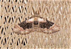 Mnesiloba eupitheciata