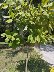 Terminalia kaernbachii