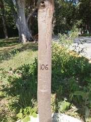 Terminalia kaernbachii