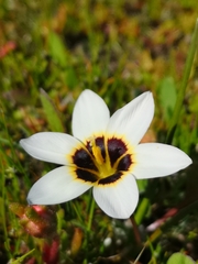 Romulea barkerae