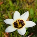 Romulea barkerae - Photo (c) Ismail Ebrahim, some rights reserved (CC BY-NC), uploaded by Ismail Ebrahim