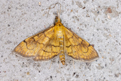 Ecpyrrhorrhoe rubiginalis