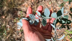 Acacia podalyriifolia