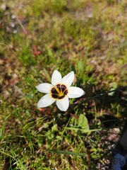 Romulea barkerae