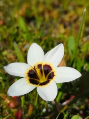 Romulea barkerae