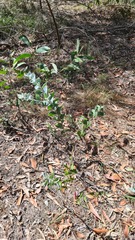 Acacia podalyriifolia