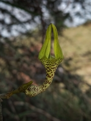 Ceropegia juncea