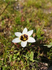 Romulea barkerae