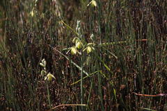 Willdenowia incurvata