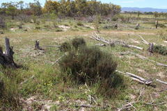 Willdenowia incurvata