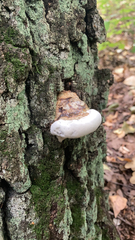 Fomes fomentarius
