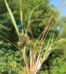 Cyperus fuscus