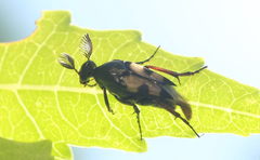 Macrosiagon bipunctata