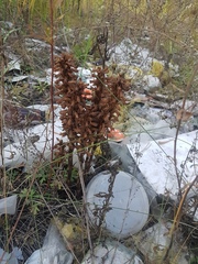 Orobanche coerulescens