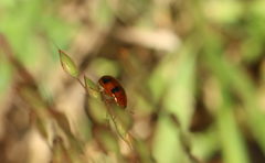 Ceratobasis koenigii