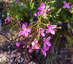 Boronia rivularis