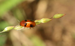 Ceratobasis koenigii