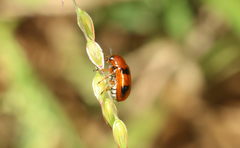 Ceratobasis koenigii