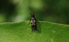 Macrosiagon bipunctata