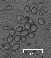 Saccharomycetes