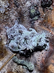 Saccharomycetes