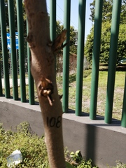 Terminalia kaernbachii