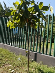 Terminalia kaernbachii