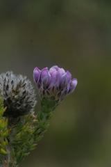 Aspalathus globulosa