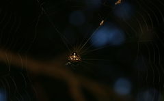 Thelacantha brevispina
