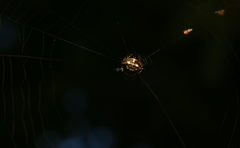Thelacantha brevispina